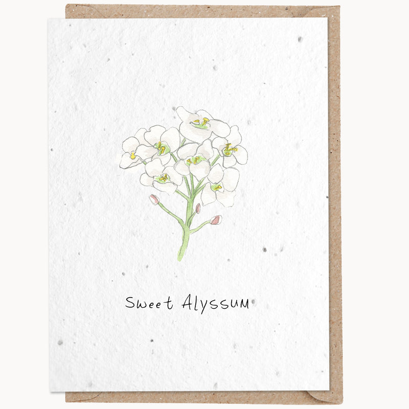 Sweet Alyssum
